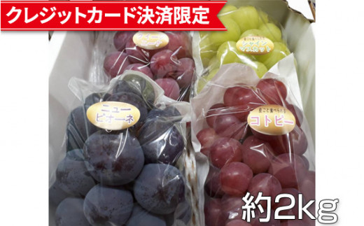 No 041 カナダ人農園主の真心を込めた ぶどう食べ比べセット約2kg 果物 フルーツ 葡萄 ブドウ マスカット 広島県 広島県世羅町 ふるさと納税 ふるさとチョイス