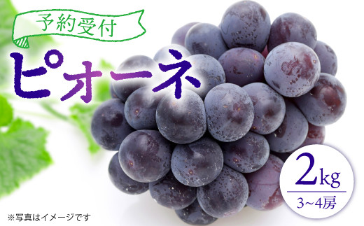 【2021年9月より順次発送】 ピオーネ 2㎏ 3~4房 種無し