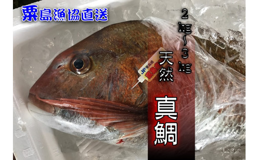 [数量限定]漁協直送 粟島の天然真鯛 2kg〜3kg