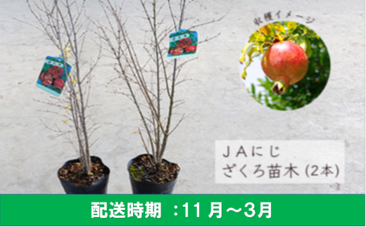 はじめてセット ブルーベリー 苗 2本 植え方 説明書付き 福岡県久留米市 ふるさと納税 ふるさとチョイス