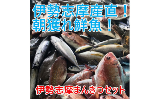 022 01 伊勢志摩直送鮮魚まんきつセット 三重県志摩市 ふるさと納税 ふるさとチョイス