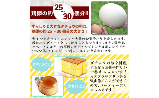 A3-002  国産！ダチョウのたまご(1個)鶏の卵の約30個分！プリン・カステラ・ホットケーキ等お菓子作りの材料として♪殻はエッグアートにしてお使いいただけます【ビッグバード・カピリナ】