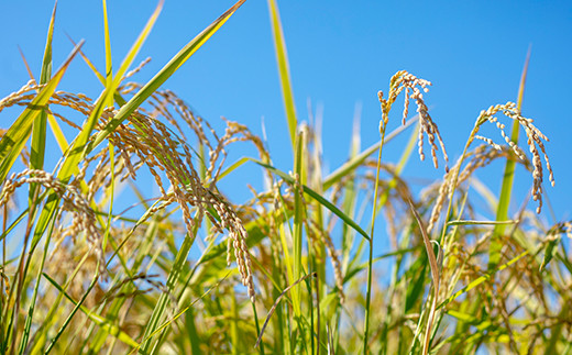 熊本県菊池産 ヒノヒカリ もち麦 セット 計3.2kg 七城物語 高野さんちのもち麦ごはん 自然栽培米