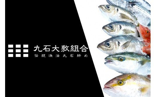 リピーターの方へ 朝獲れ直送 漁師が船上で神経締めするから鮮度が違う お楽しみ鮮魚ボックス 3 5kg Ko003 高知県須崎市 ふるさと納税 ふるさとチョイス