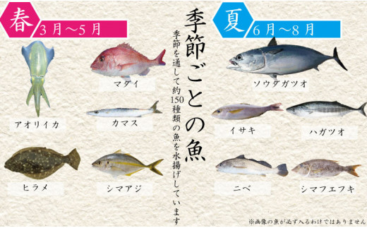 ふるさと納税 現役漁師厳選 旬のお魚定期便 年5回コース Ko1000 高知県須崎市 ふるさと納税 ふるさとチョイス