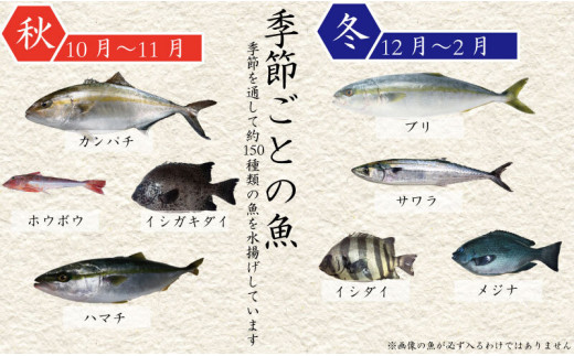 ふるさと納税 現役漁師厳選 旬のお魚定期便 年5回コース Ko1000 高知県須崎市 ふるさと納税 ふるさとチョイス