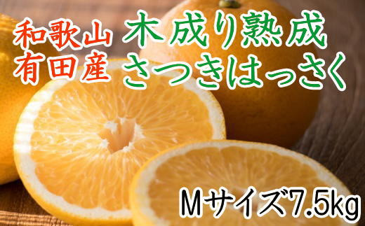 こだわりの和歌山有田産木成り熟成さつき八朔7.5Kg(Mサイズ)※2024年4月上旬~4月下旬頃に発送【tec842】 920624 - 和歌山県串本町