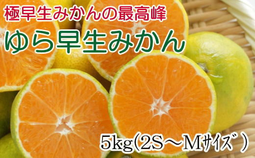 【極早生みかんの逸品】有田産ゆら早生みかん 約5kg※2024年10月中旬より順次発送 763155 - 和歌山県串本町