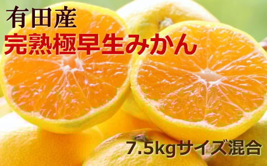 【手選別】紀州有田の完熟極早生みかん約7.5kg(サイズ混合) ※2024年10月下旬より順次発送【tec802】 763156 - 和歌山県串本町