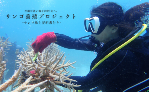 【ダイビング体験チケット】サンゴ養殖プロジェクト 保護作業ダイビング（ライセンス保持者限定） 1265722 - 沖縄県国頭村