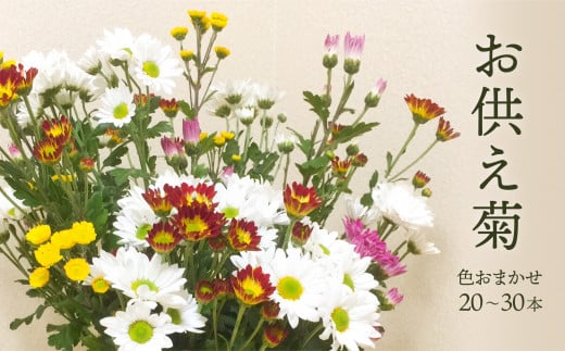 スプレー菊 花束(20~30本) Q1 267071 - 福岡県赤村