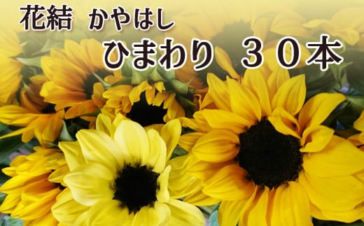 家庭用 ひまわり・30本 / 花結かやはし 雫石町産