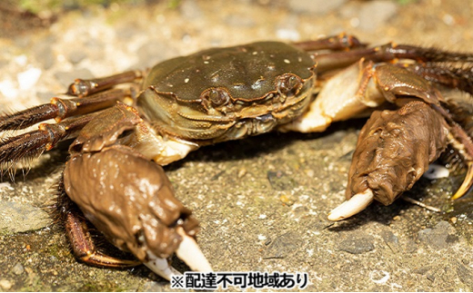 【先行予約】一級河川・江の川の恵み 島根県産 もくずがに 約1.2kg【8匹前後 オスメス無選別 甲殻類 蟹 カニ 川がに 川ガニ ツガニ ズガニ 大型 期間限定 季節限定 9月中旬~11下旬発送 冷蔵】
