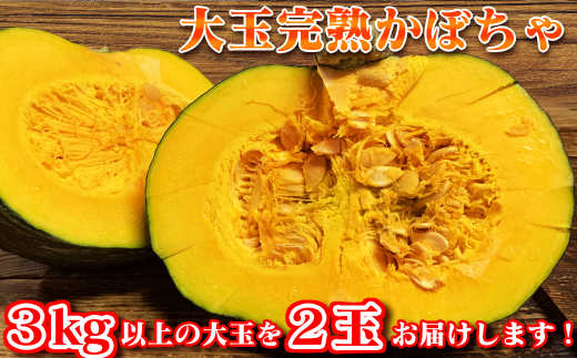 【6月～発送！】 種子島 産 完熟 大玉 えびす かぼちゃ 2玉　NFN325【300pt】 612773 - 鹿児島県西之表市