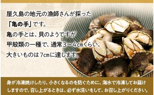 数量限定 屋久島産 亀の手 500g 海水で冷凍 鹿児島県屋久島町 ふるさと納税 ふるさとチョイス