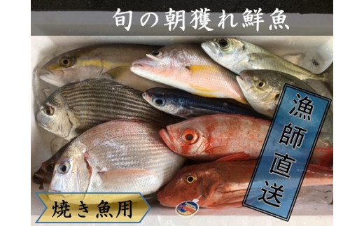 焼き魚用漁師おすすめ旬の朝獲れ鮮魚セット【漁師直送】【B-52】