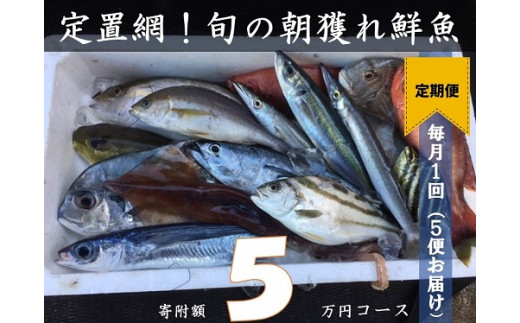 Ah 2 以布利定置網旬の朝獲れ鮮魚詰め合わせ定期便 5回 寄附金50 000円コース 高知県土佐清水市 ふるさと納税 ふるさとチョイス