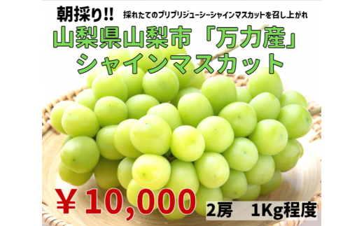 おすすめ 山梨県山梨市 ぶどうのふるさと納税を探す ふるさとチョイス