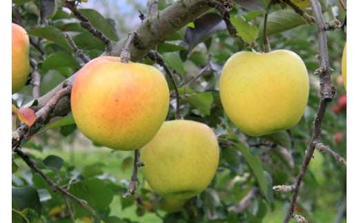 地元のりんご園の協力のもとアップルオーナーになり、花が咲く開花時期から、実摘み作業、収穫に至るまで私たちで大切に育てたりんご。