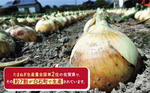 玉ねぎの名産地 甘さ際立つ 白石産たまねぎ 10kg Izz001 佐賀県白石町 ふるさと納税 ふるさとチョイス