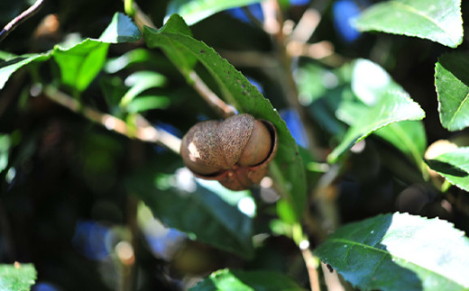 スクワランをベースに無農薬の自然栽培で育てた大和茶の茶実油を配合。