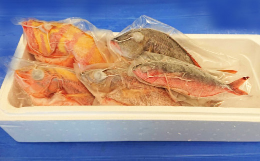 【産地直送】【漁師まちの鮮魚店厳選】おまかせ鮮魚セット（約2kg）