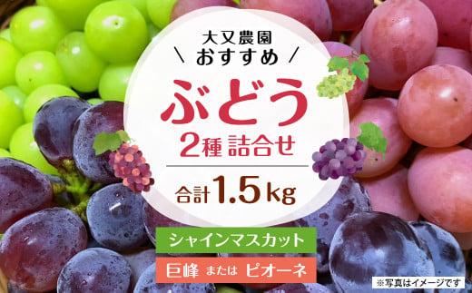 大又農園 おすすめ ブドウ 2種 詰め合わせ 1 5kg 40pt 長崎県大村市 ふるさと納税 ふるさとチョイス