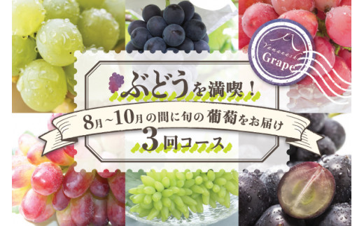 先行予約 1391 定期便 人気の果物 ぶどうの定期便 3カ月コース 旬のフルーツ直送 山梨県山梨市 ふるさと納税 ふるさとチョイス