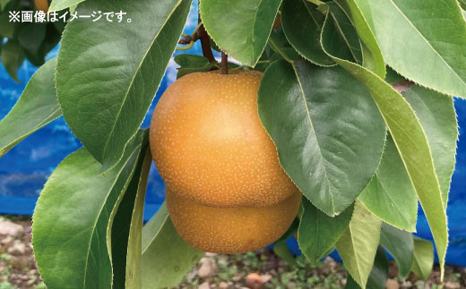 [No.5657-2535]梨（豊水） 約12～18玉 約5kg《村石果樹園》■2023年発送■※9月上旬頃～9月下旬頃まで順次発送予定