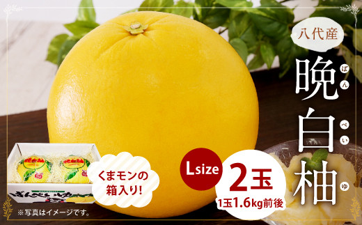 八代産 晩白柚2玉（くまモンの箱入り）柑橘 ばんぺいゆ