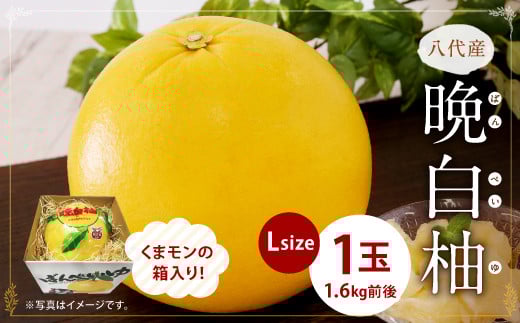 八代産晩白柚1玉 Lサイズ (くまモンの箱入り)