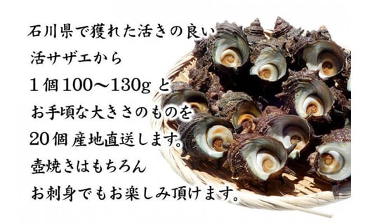 石川県 加賀市 活さざえ 天然 生食用 中サイズ 2kg 14 19個 詰合せ 石川県加賀市 ふるさと納税 ふるさとチョイス