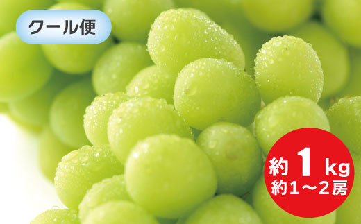 [No.5657-2439]シャインマスカット 約1～2房（約1kg）《信州グルメ市場》■2023年発送■※9月中旬頃～10月下旬頃まで順次発送予定