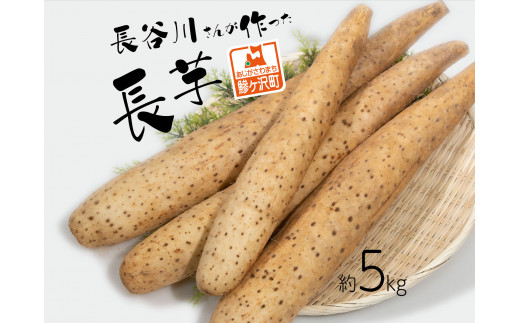 長谷川さんが作った長芋（約5kg） 野菜 根菜 やさい とろろ ながいも 芋 いも 青森県 鰺ヶ沢町 2124832 - 青森県鰺ヶ沢町