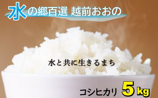 【令和5年産 新米】こしひかり（福井県大野市産）エコファーマー米（白米）5kg 