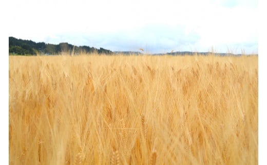 岩手県一関市で生産される「小春二条大麦」が主原料です。