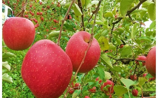 I 190 ふじりんご1日1個2ヵ月分 長野県中野市 ふるさと納税 ふるさとチョイス