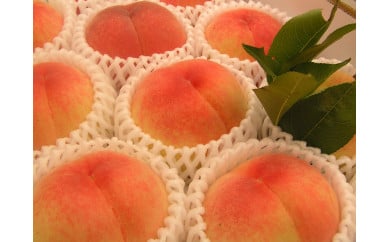 藤渕果樹園の川中島白桃(1)[6〜8玉入り][フルーツ 果物 くだもの 食品 人気 おすすめ 送料無料]