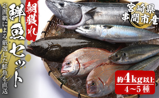 Ku072 宮崎県串間産 朝獲れ鮮魚セット計約4 6kg 6 7種 定置網による厳選 朝獲れ鮮魚 を漁師直送 豊漁丸 宮崎県串間市 Au Pay ふるさと納税