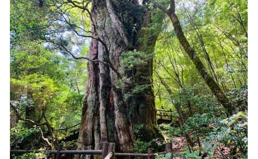 屋久島オーダーメイドツアー 屋久島町 Jtbグランドツアークーポン 30 000円分 鹿児島県屋久島町 ふるさと納税 ふるさとチョイス