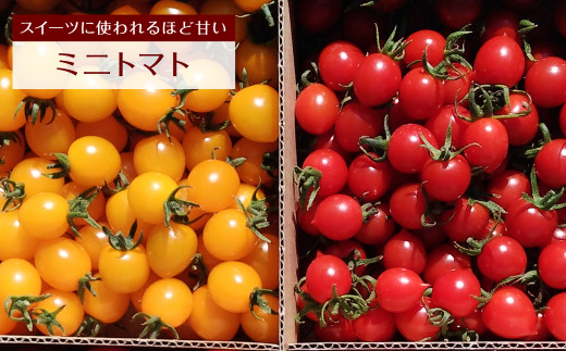 【 おすすめ 定期便 5回】 八代市産 農産物 定期便 宮島農園 トマト パプリカ 