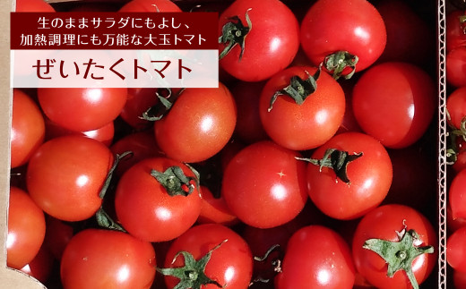 【 おすすめ 定期便 5回】 八代市産 農産物 定期便 宮島農園 トマト パプリカ 