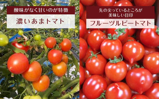 【 定期便 3回】 おまかせ トマト 4種 3kg  八代市産 トマト 計9kg