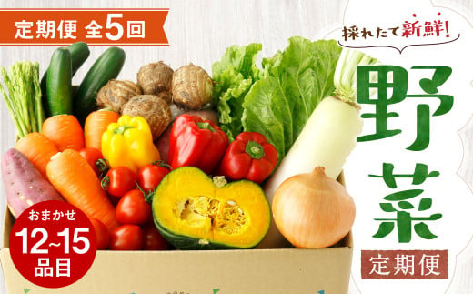 【定期便5回発送】 野菜定期便 12品～15品 熊本県 菊池市産 メロンドーム