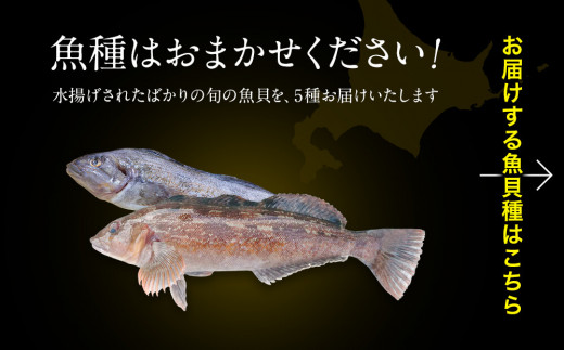 真空冷凍 北海道産 旬のお刺身 5種 盛り合わせセット 約5g 約4 5人前 海鮮 冷凍 ほたて さくらます ほっけ いか たこ にしん つぶ貝 等 北海道鹿部町 ふるさと納税 ふるさとチョイス