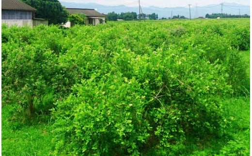 繰り返す季節の移り変わりの中で育ったブルーベリーをどうぞご賞味ください。