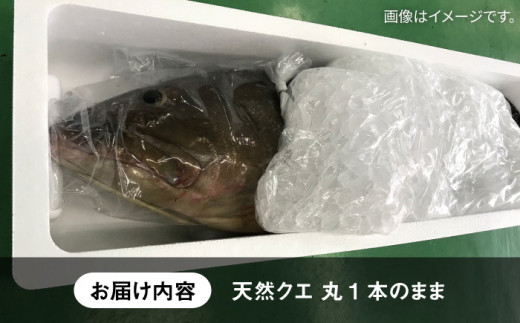 天然クエ（8キロ台・丸もの） 《壱岐市》【壱岐島 玄海屋】[JBS046] クエ 魚 刺身 しゃぶしゃぶ 580000 580000円 58万円 -  長崎県壱岐市｜ふるさとチョイス - ふるさと納税サイト