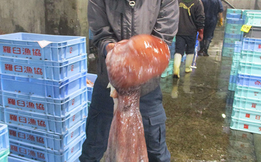 年内発送 こんなでっかいタコみたことない(ボイル足1本) 北海道 海産物 魚介類 魚介 生産者 支援 応援 F21M-788