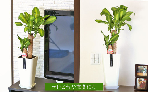 幸福の木 6号 カラーポット 白 約60～70cm 観葉植物 インテリア 植物