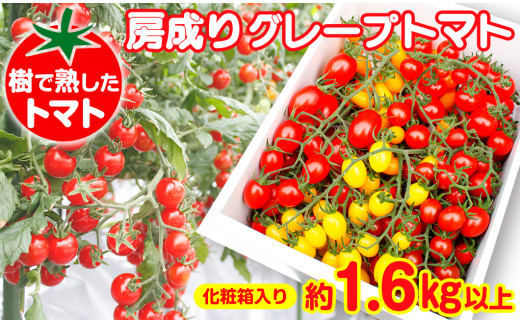 房成りグレープトマト（ミニトマト）約1.6～1.7kg【化粧箱入り】